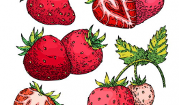 草莓动漫,甜蜜青春的奇幻之旅